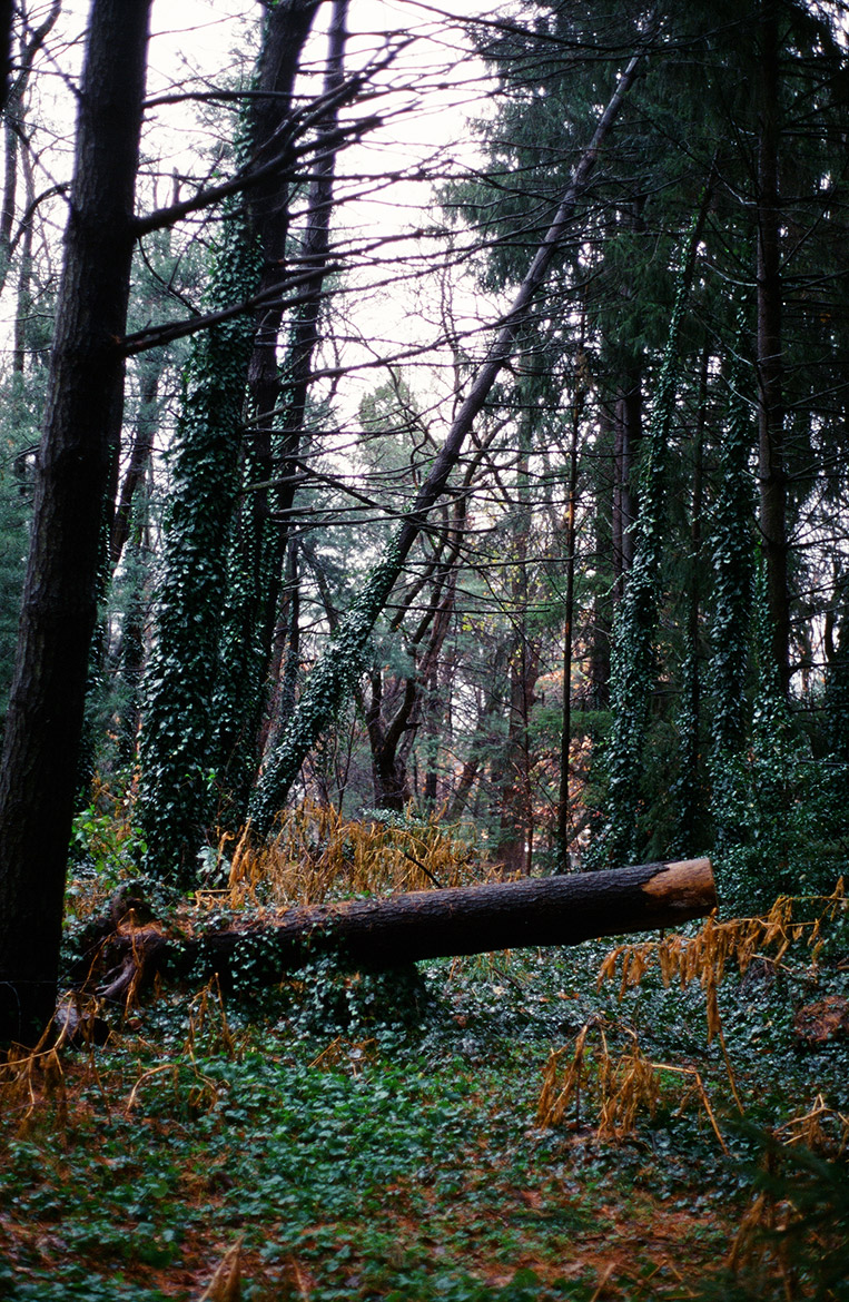 Chapel in the Pines